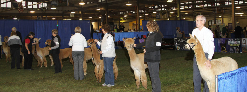 Alpaca SHOWTACULAR