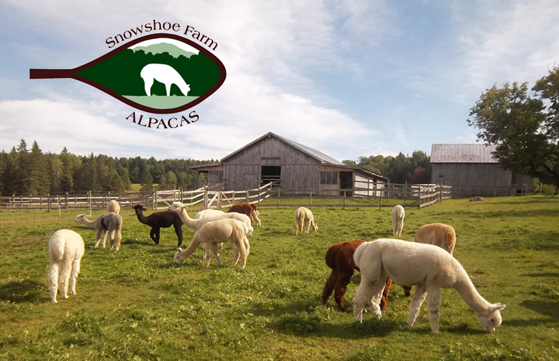 Snowshoe Farm Alpacas - sponsor - Showtacular alpaca show