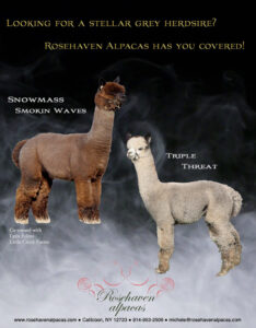 Rosehaven Alpacas - sponsor - Alpaca Showtacular