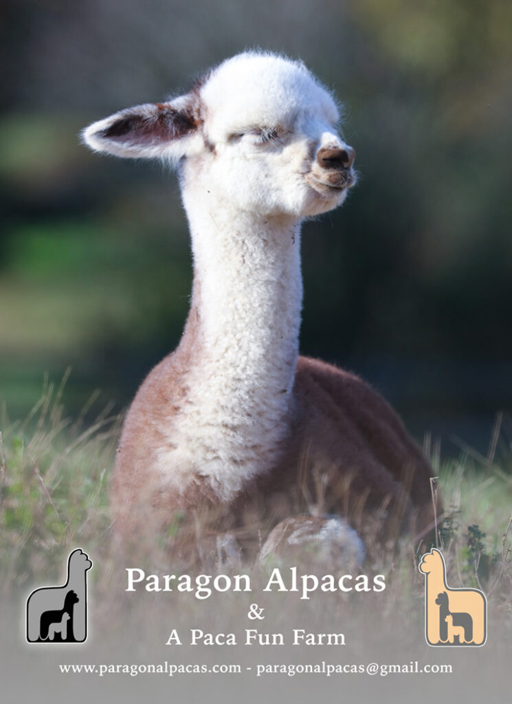 Paragon Alpacas - platinum sponsor - Alpaca Showtacular